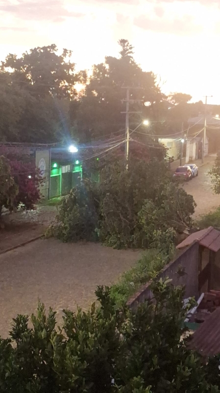 Noticia arvore-de-grande-porte-cai-no-bairro-ponche-verde